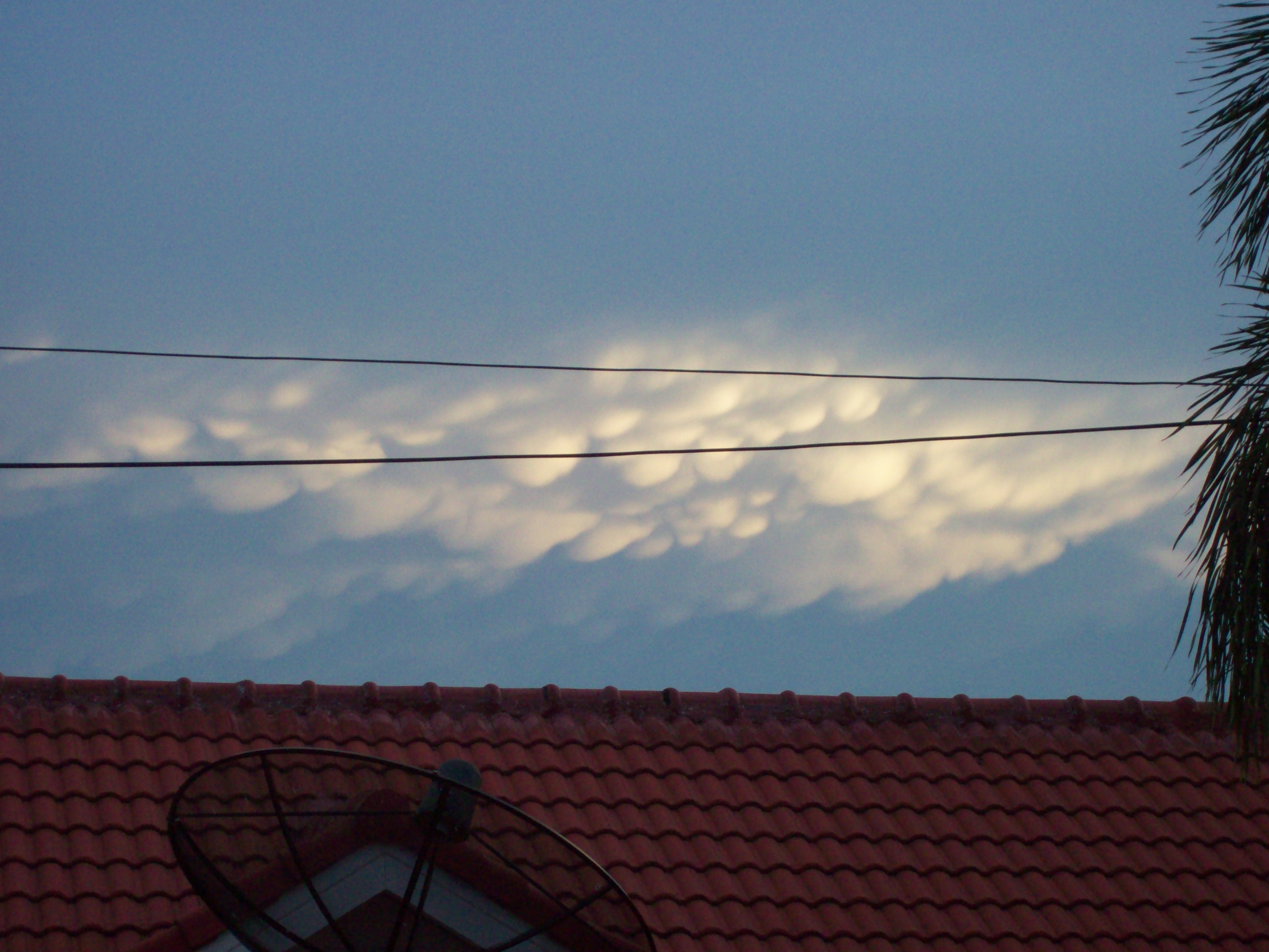 Thailand mammatus Thailand mammatus